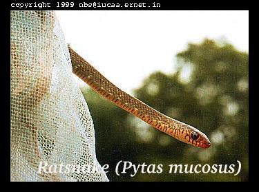 Ratsnake