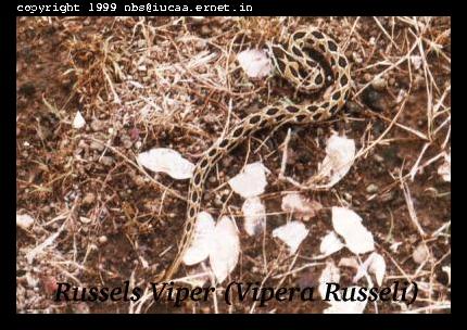 Russels Viper