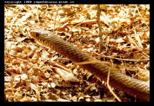 Ratsnake Ptyas mucosus